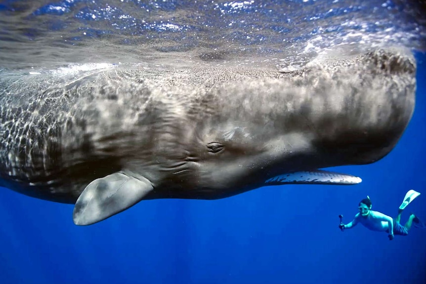 A sperm whale swims alongside a diver in Dominica, Caribbean.
