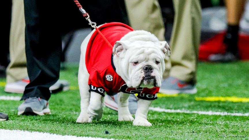 A bulldog wearing a red shirt walks along the sideline of a sports field on a lead