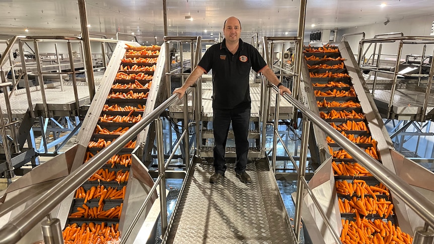 Angelo Lamattina stands on a metal platform and on both sides of him carrots are being carried up conveyor belts