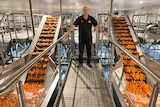 Angelo Lamattina stands on a metal platform and on both sides of him carrots are being carried up conveyor belts