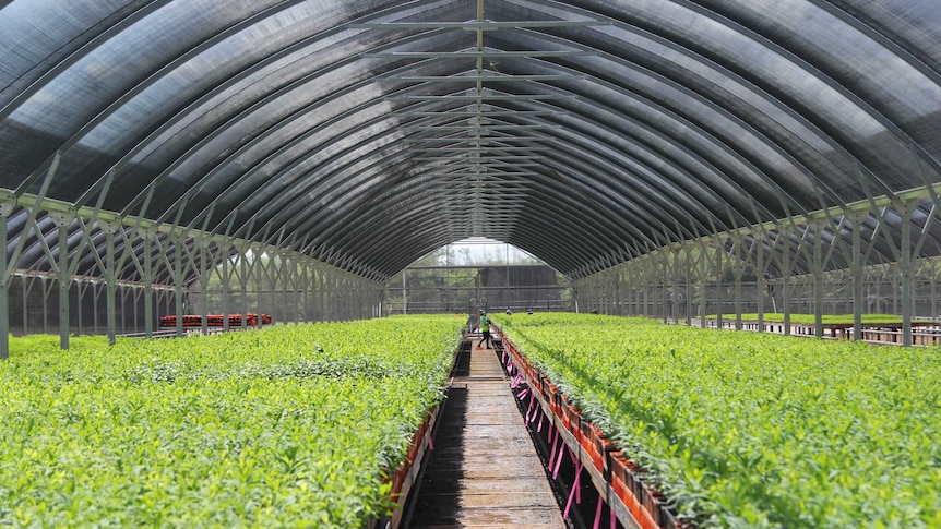 rows of indian sandalwood seedlings in a nursery