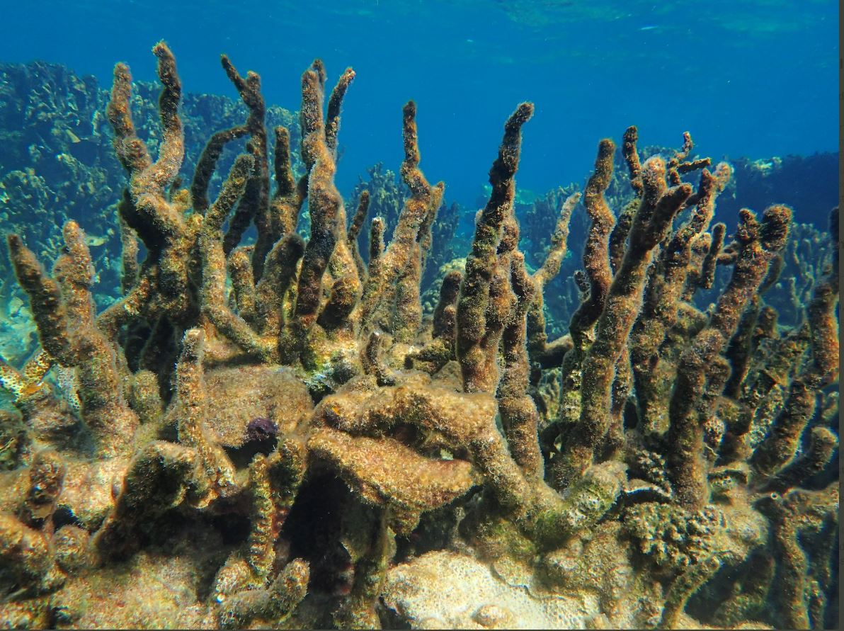 Huge sections of Ningaloo coast's famed Coral Bay reef 'dead' after