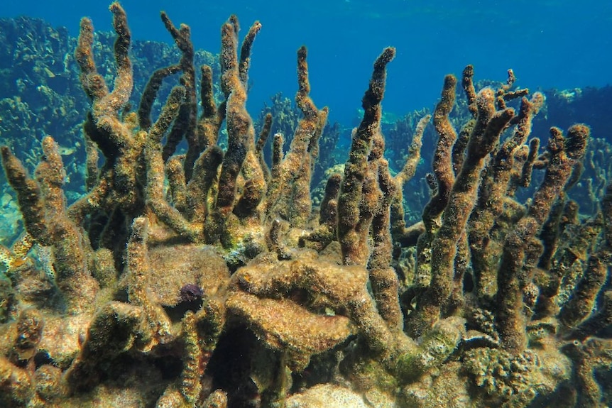 Underwater photograph of finger-like coral, it has been overgrown by a sickly-green algae.