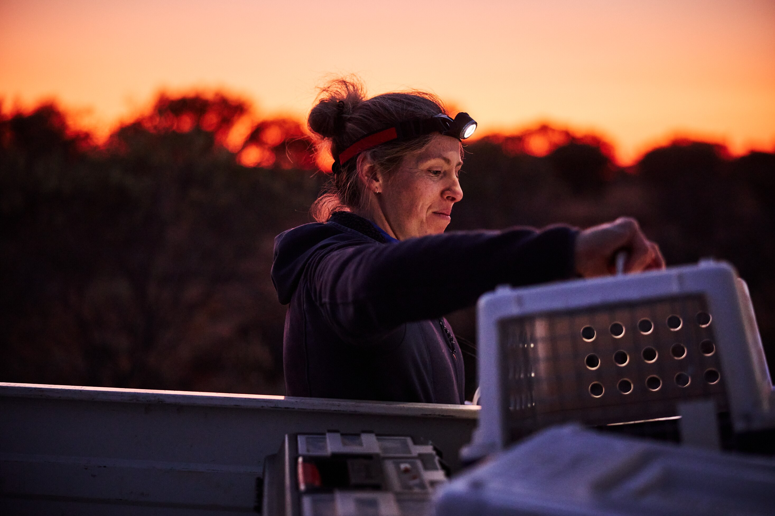 Woman grabbing a small wildlife cage off a truck.