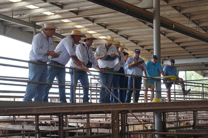 Cattle auctioneers standing on a walkway