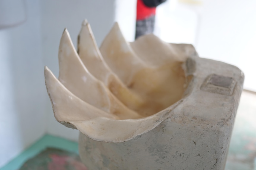 A clam shell on a concrete pillar