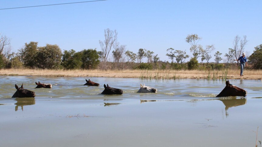 Horses swimming with their head above the water in a dam