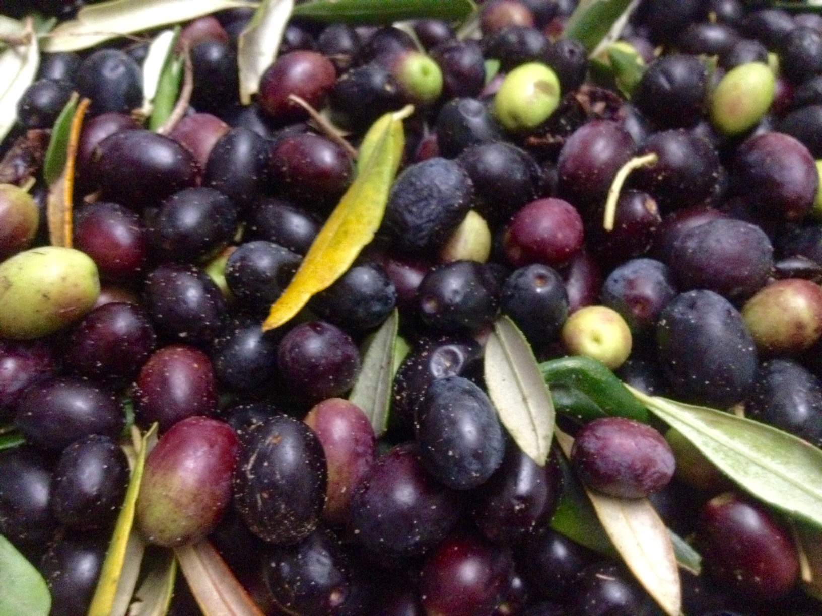 Harvest gets underway as warm weather ripens olives earlier than ...