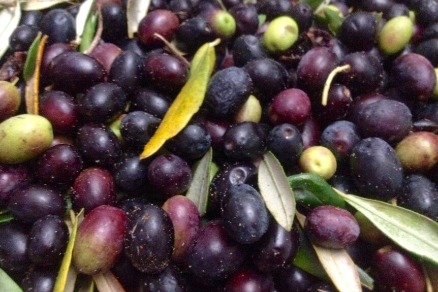 Close up image of freshly picked, ripe olives, purple in colour