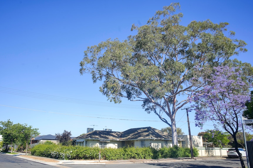 A large tree over several houses