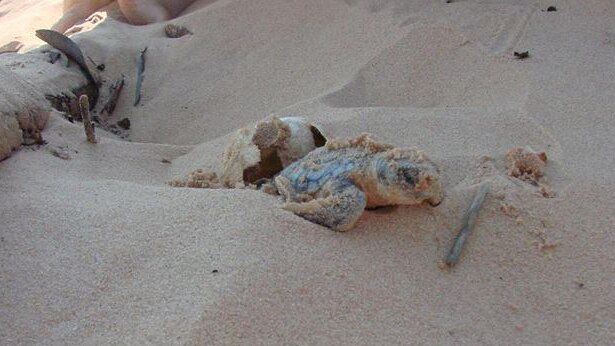 A baby turtle