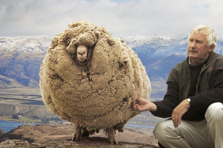 Shrek the sheep from New Zealand