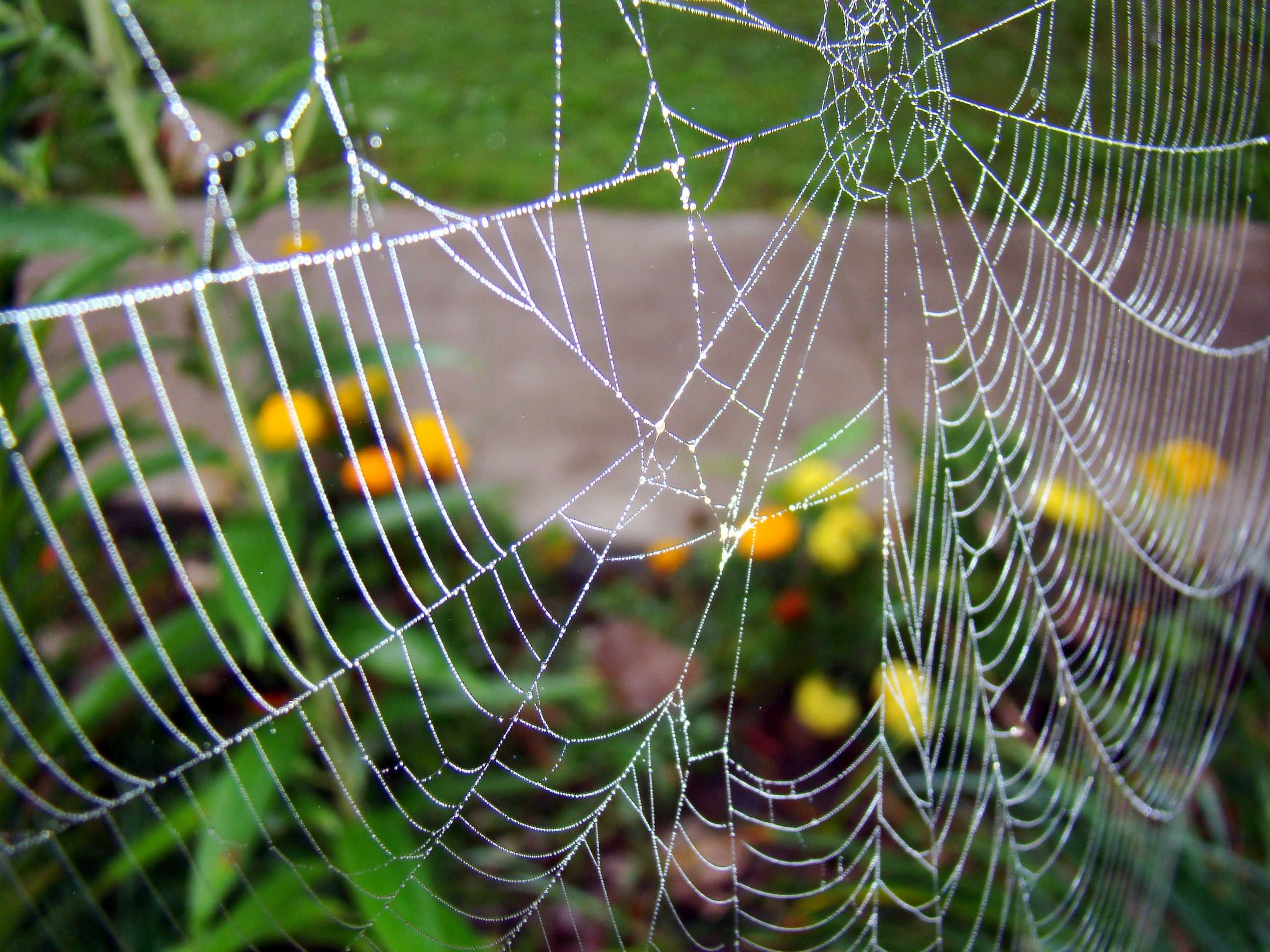 The fascinating life of the leaf-curling spider