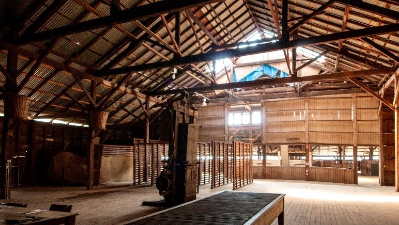 Inside a cavernous old woolshed