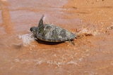 'Gretchen' the green sea turtle being released at Dundee Beach after being nursed back to health.