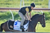 A trackrider sits on Deauville Legend, favourite for the Melbourne Cup, before training at Werribee. 
