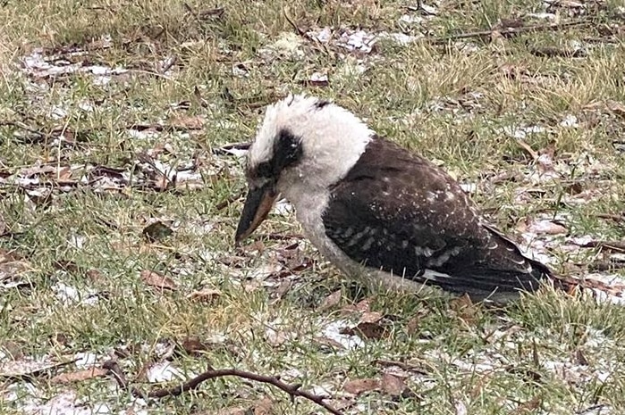 Kookaburra on the ground surrounded by bits of snow.