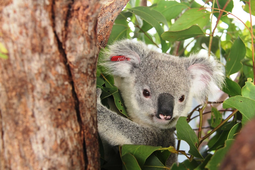 An orphaned koala at Safe Haven in Mount Larcom