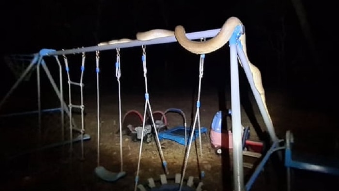 A large 3 metre snake, an olive python, lays on top of a child's swing set in a backyard. It is night time.