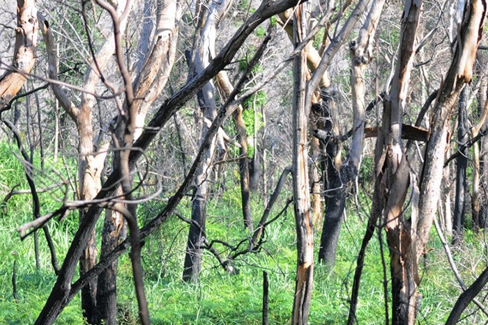 Forest with burnt tops and fresh green growth below