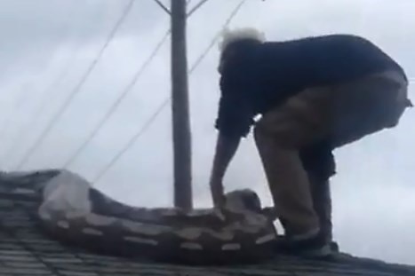 A man drags a large snake off a roof in Detroit.