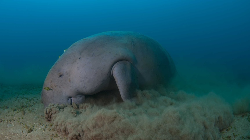 Of the four dugongs that made the roughly 300 kilometres journey, three stayed within the five kilometres of the coast.