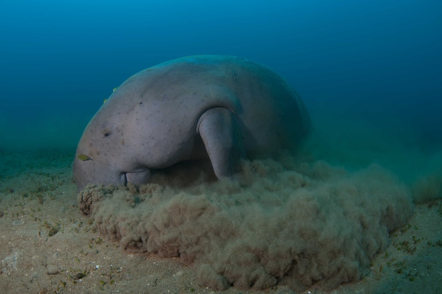 Of the four dugongs that made the roughly 300 kilometres journey, three stayed within the five kilometres of the coast.