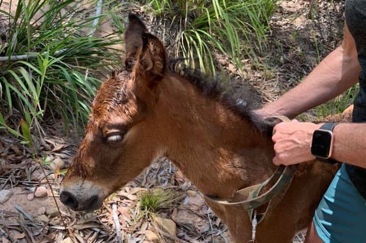 A foal with a matted coat looks down as a person holds it close with a lead around it's neck.