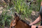 A foal with a matted coat looks down as a person holds it close with a lead around it's neck.