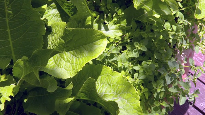 Controlling Mint - Gardening Australia