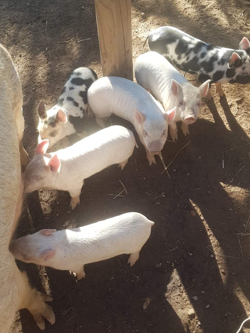 Piglets at Yarralumla play station