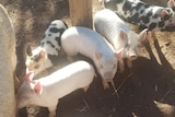 Piglets at Yarralumla play station