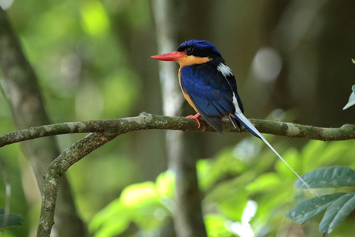 Tweet of the week - Buff Breasted Paradise Kingfisher