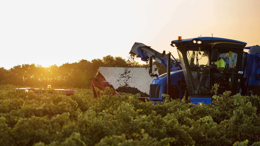 A mechanical harvester in the middle of a vineyard pumping grapes into a large tub.