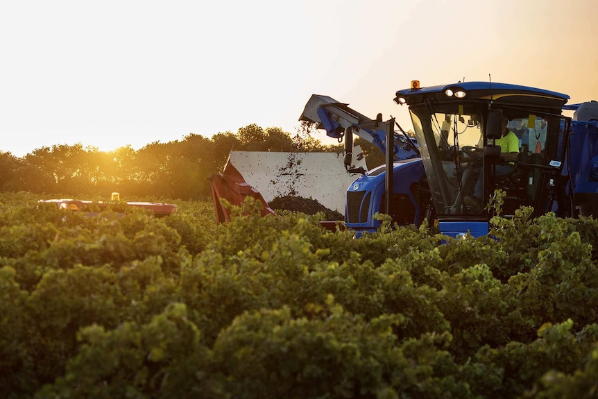 A mechanical harvester in the middle of a vineyard pumping red grapes into a large tub.