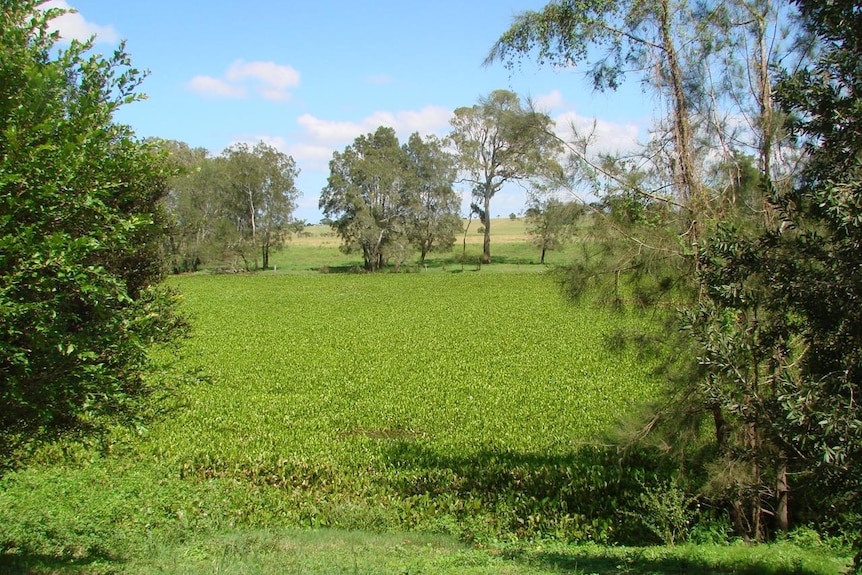 Water hyacinth taking over Alumy Creek
