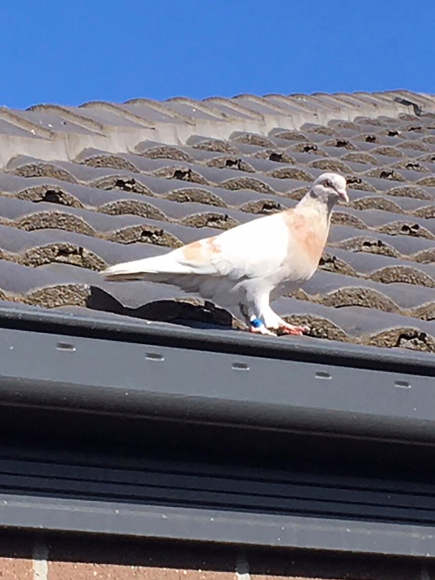 pigeon stands on the edge of a grey rooftop with a blue sky behind it