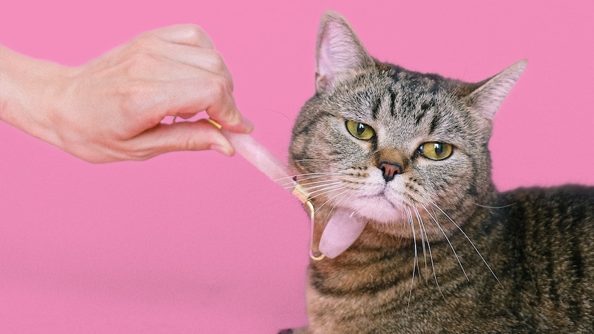 A hand holding out a face roller to a cat.