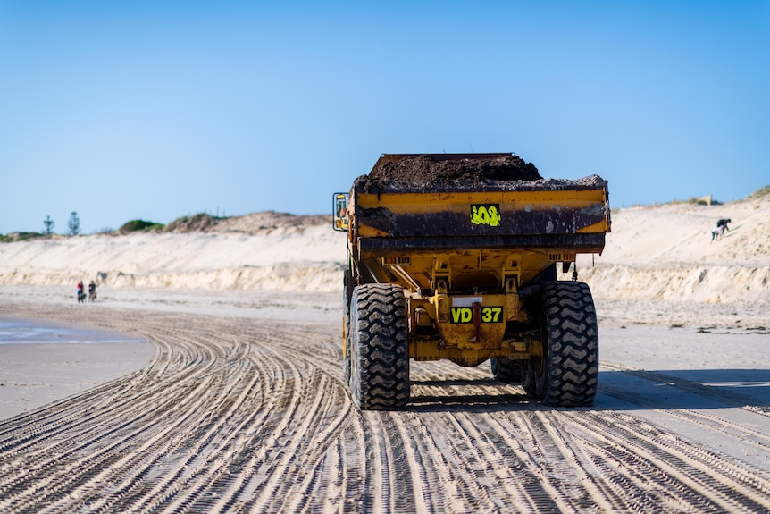 A large truck with seaweed in the back is driven along a beach.