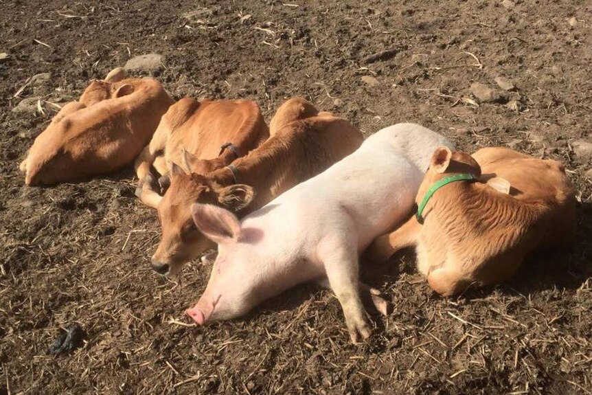 A pig sleeps on the ground next to bobby calves.