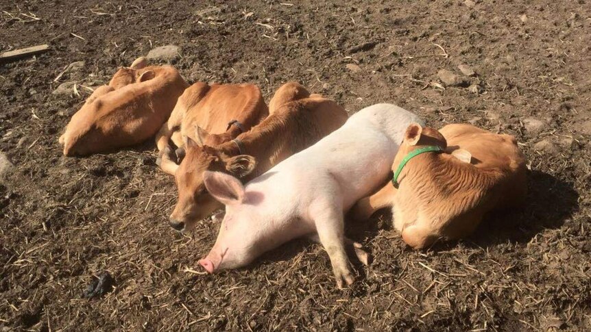 A pig sleeps on the ground next to bobby calves.