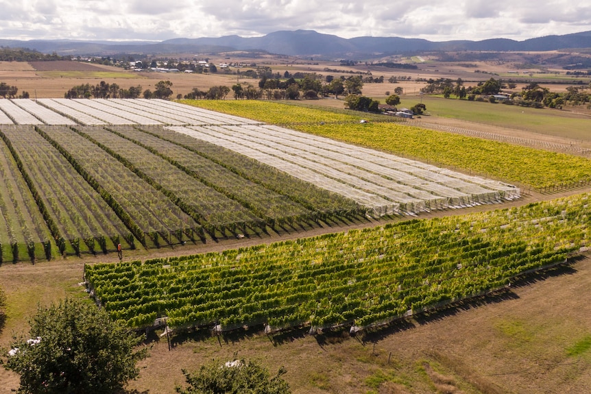 aerial picture of vineyard partly still under nets