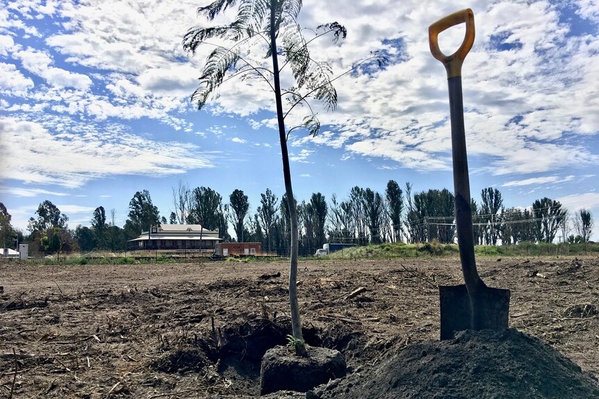 A spade stuck in the ground alongside a jacaranda sapling with the Rappville pub in the background