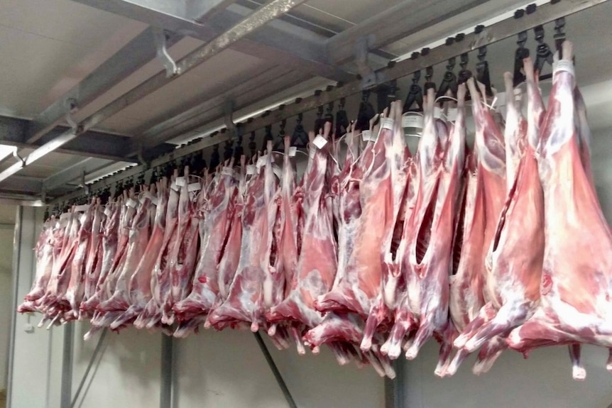 A row of skin off goat carcasses hanging in a cold room.