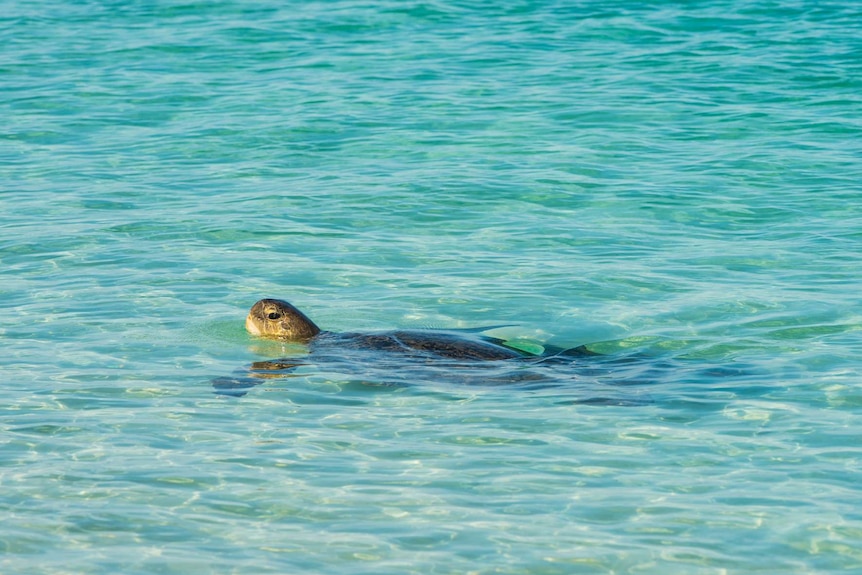 A turtle swims through the waters off Raine Island