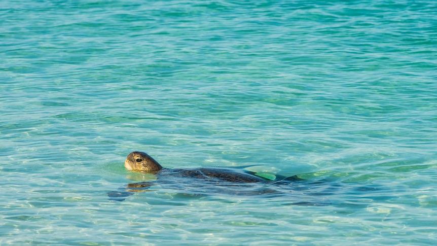 A turtle swims through the waters off Raine Island