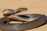 A snake lies coiled on sand in the sun.