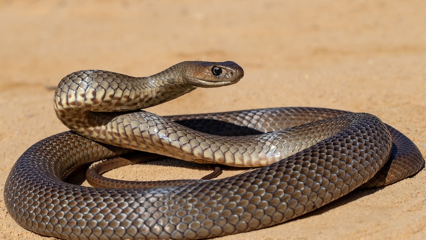A snake lies coiled on sand in the sun.