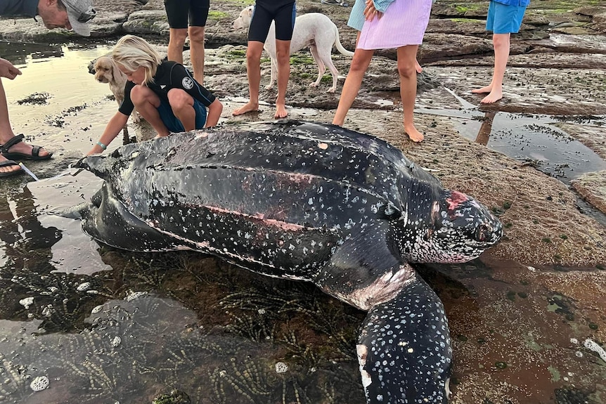 A large turtle dead on the shore