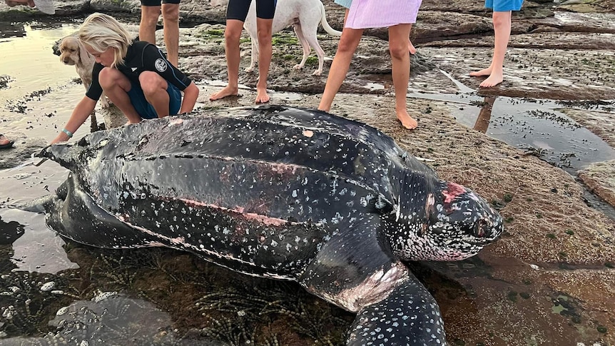 A large turtle dead on the shore